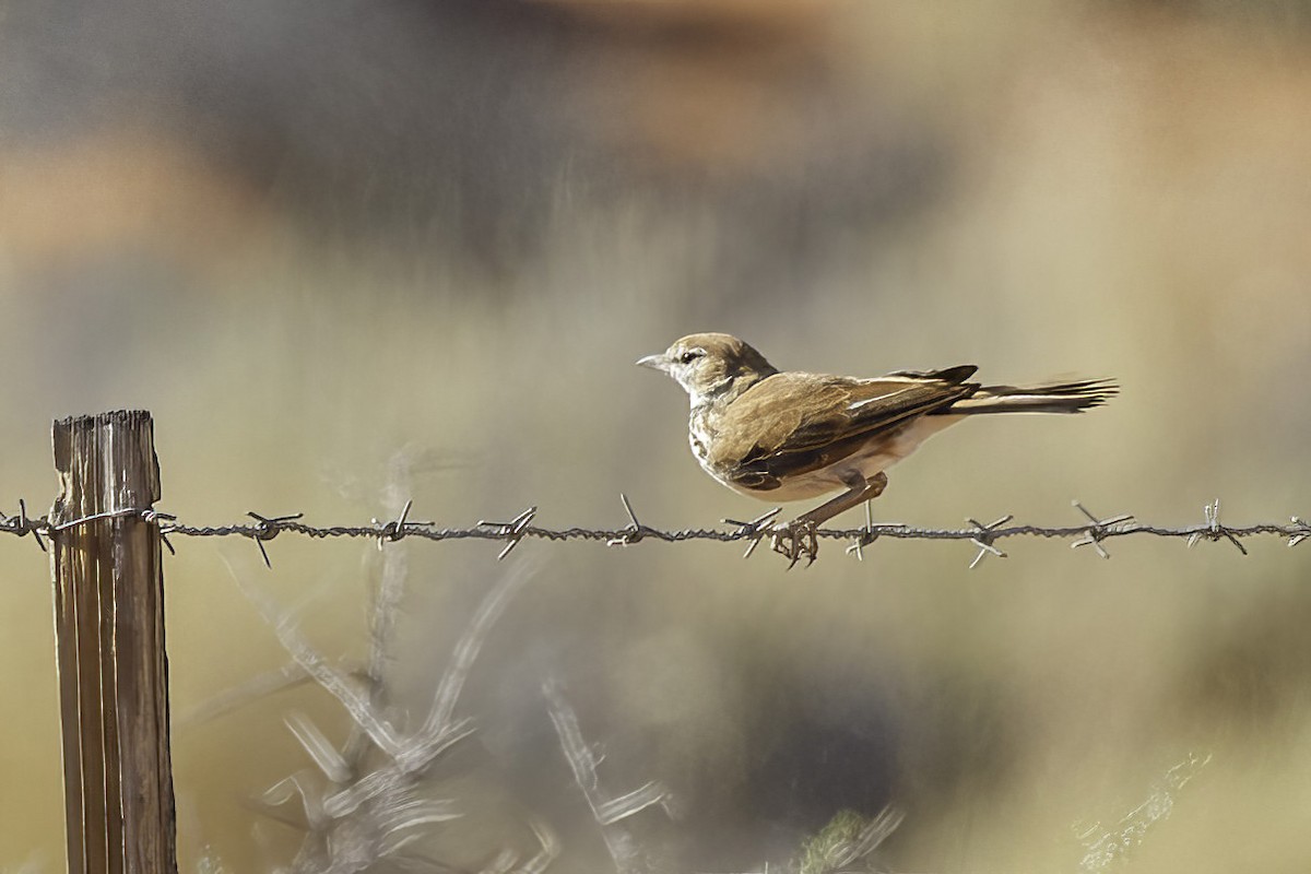 Red Lark - ML627139315