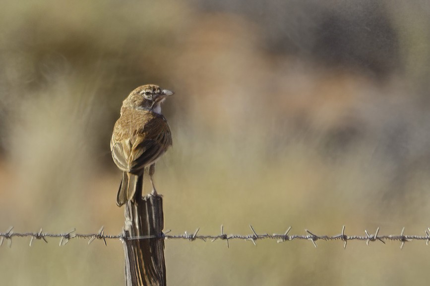 Red Lark - ML627139319