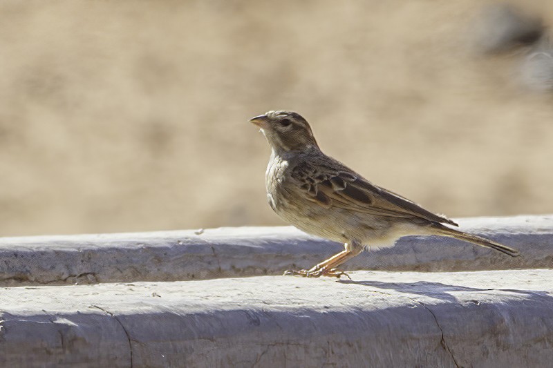 Lark-like Bunting - ML627139335