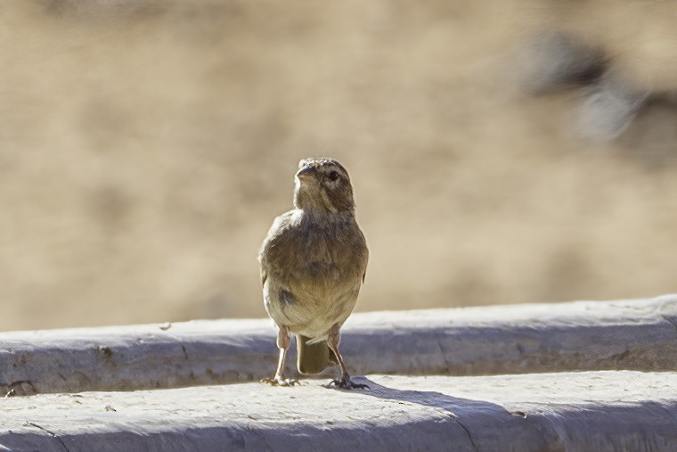 Lark-like Bunting - ML627139340