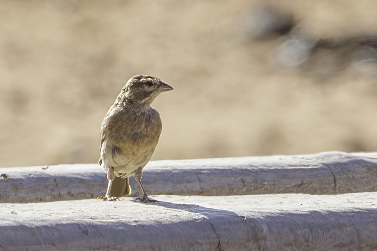 Lark-like Bunting - ML627139344