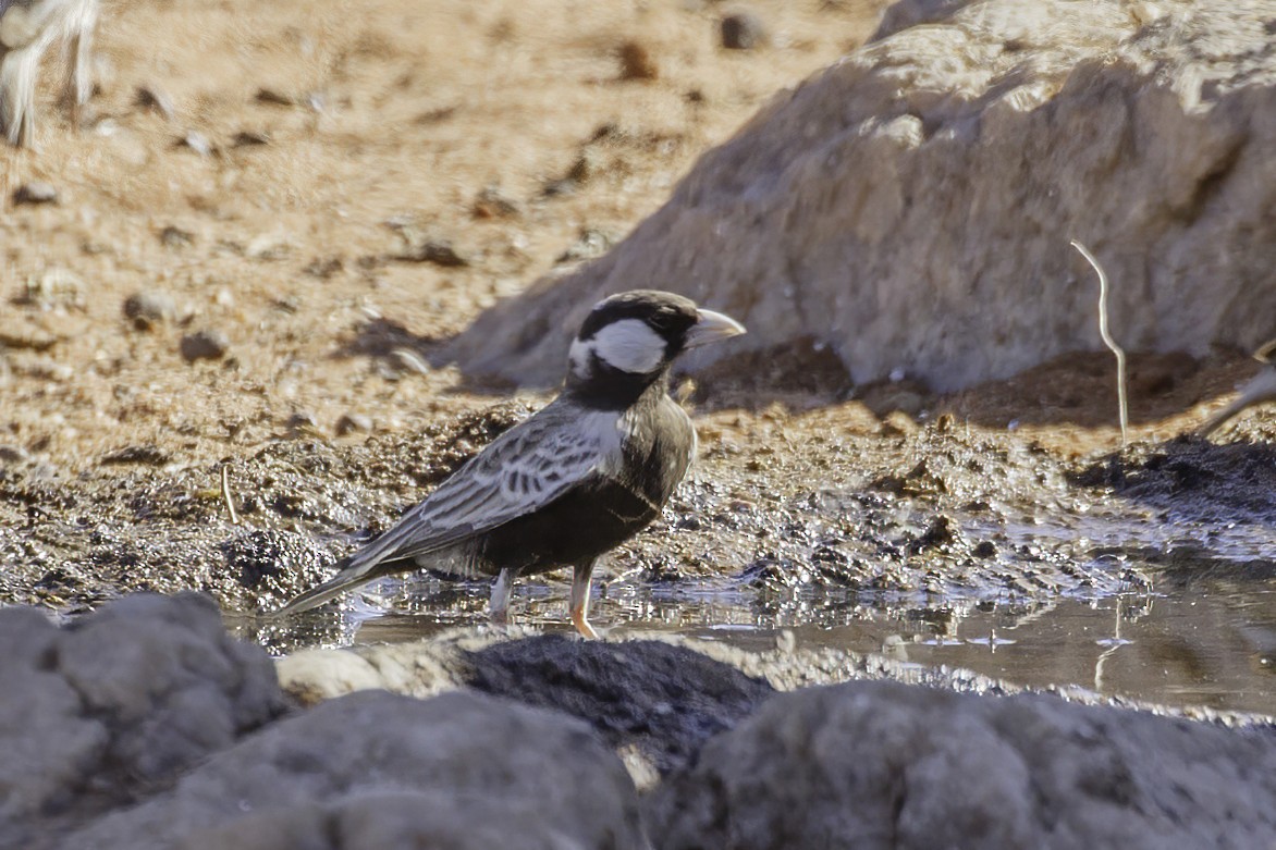 Gray-backed Sparrow-Lark - ML627139350