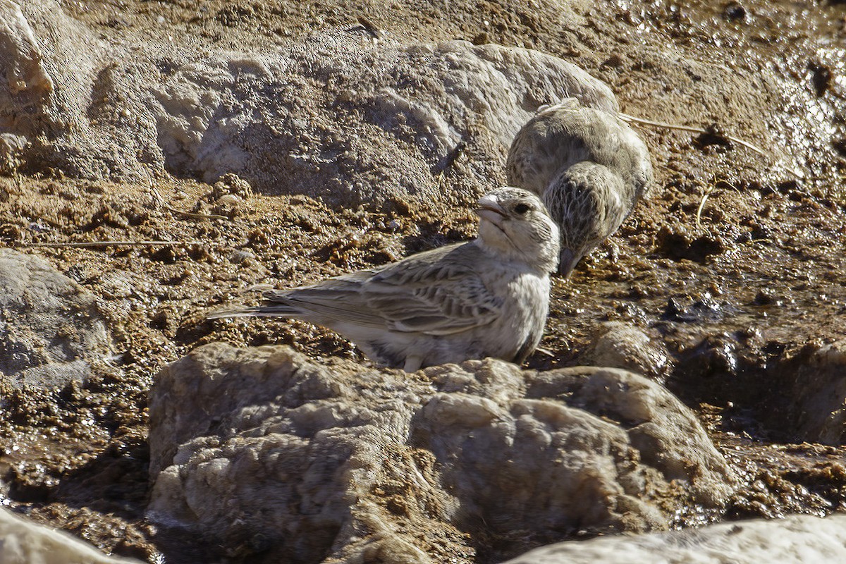 Gray-backed Sparrow-Lark - ML627139354