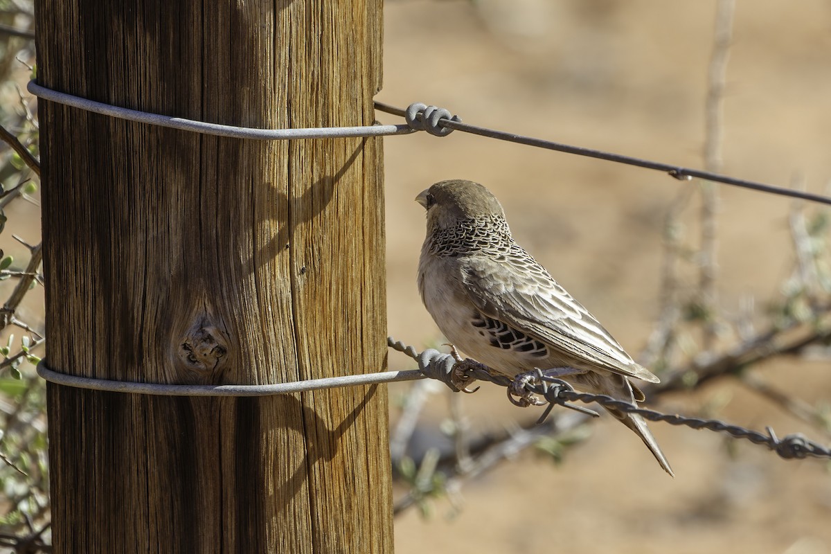 Sociable Weaver - ML627139360