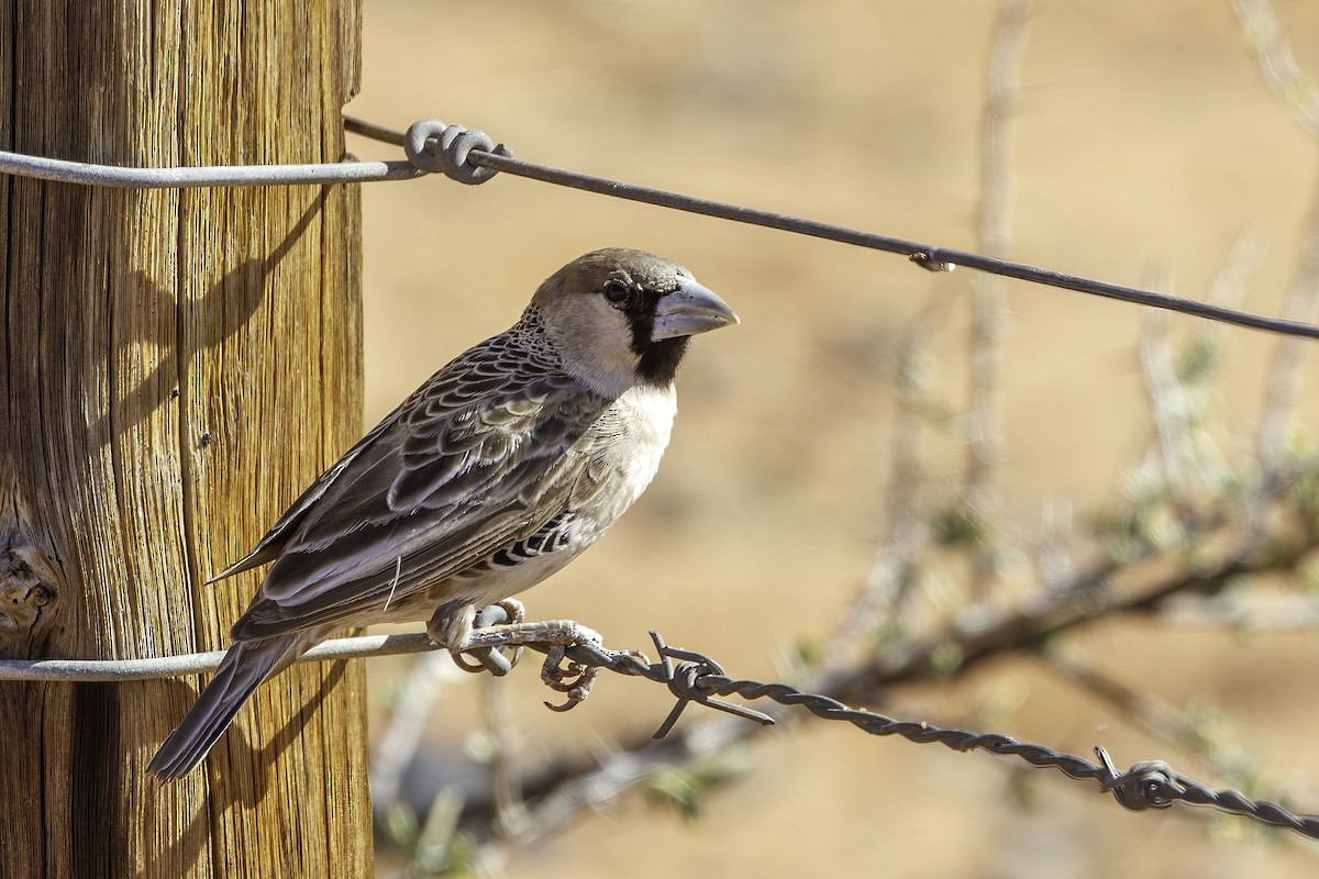 Sociable Weaver - ML627139363