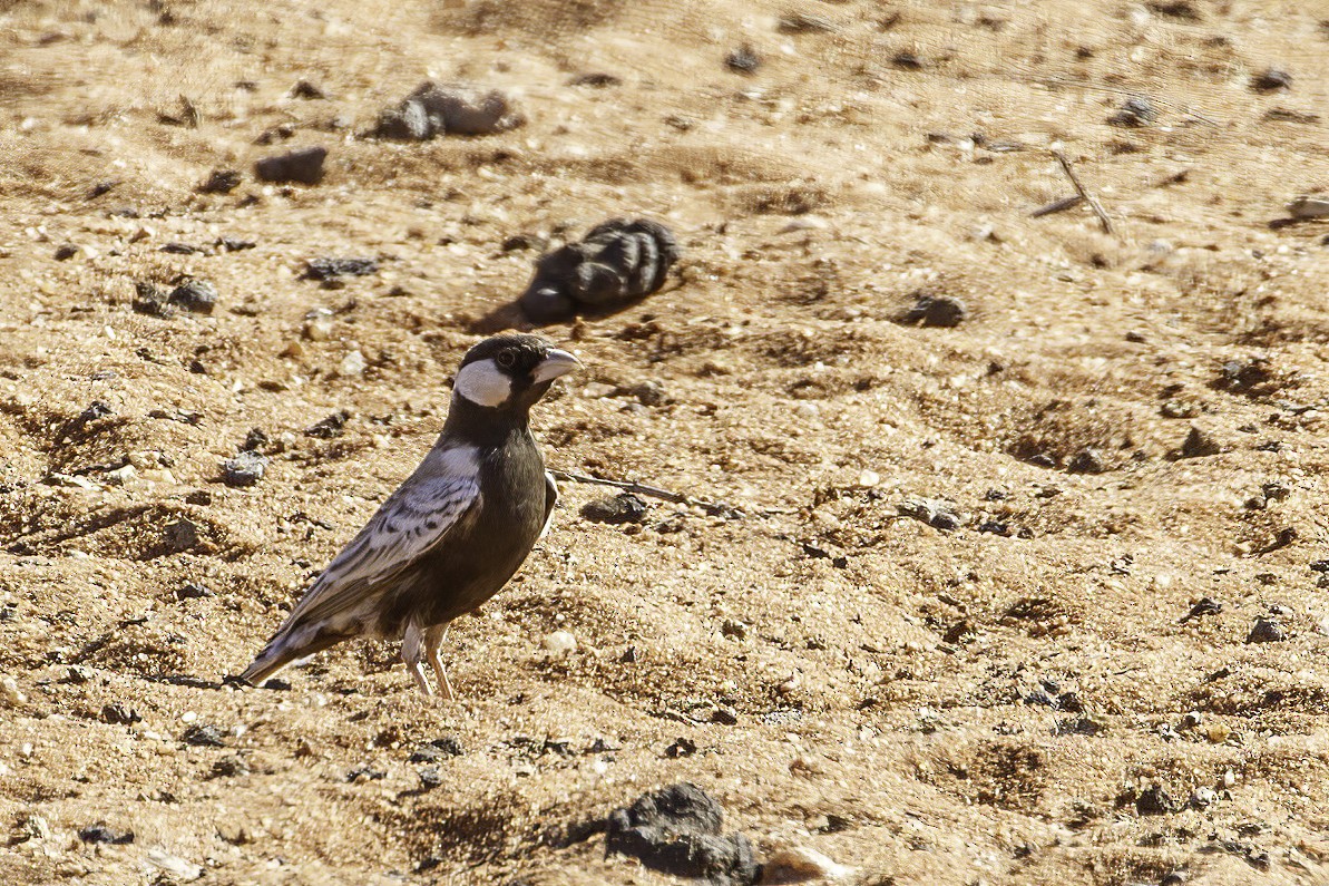 Gray-backed Sparrow-Lark - ML627139386