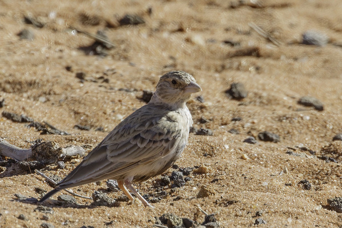 Gray-backed Sparrow-Lark - ML627139390