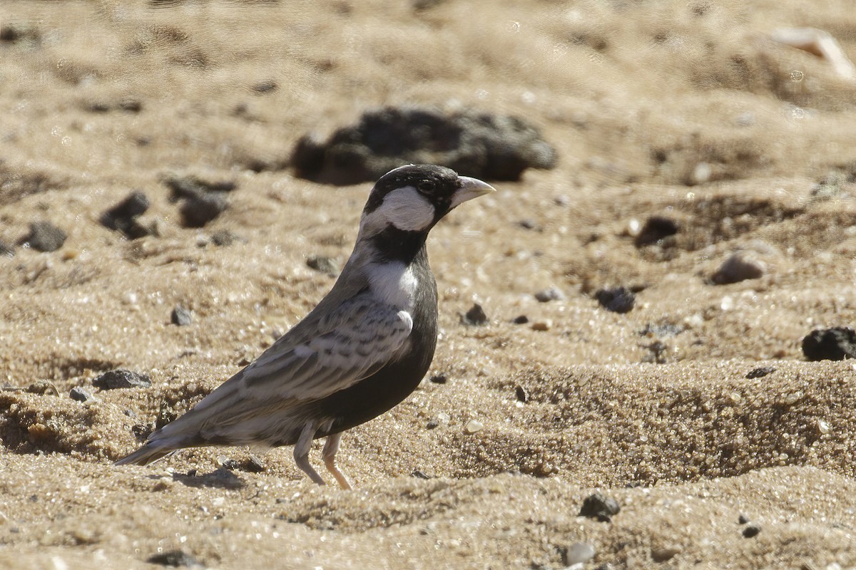 Gray-backed Sparrow-Lark - ML627139392