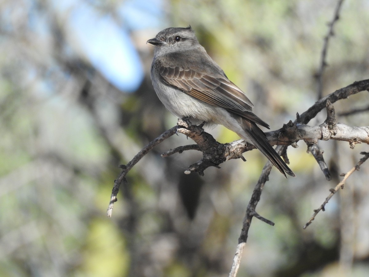 Crowned Slaty Flycatcher - ML627139571