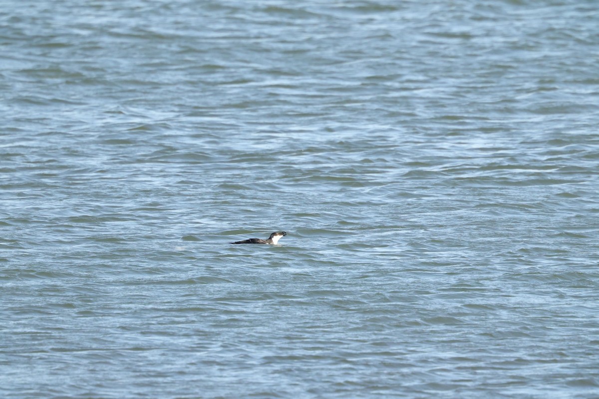 Razorbill - ML627139612