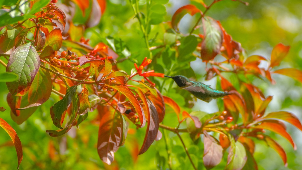 Colibri à gorge rubis - ML627139732