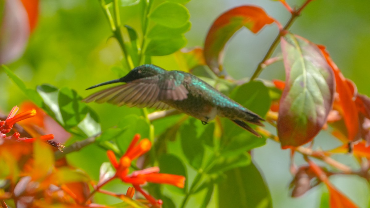Colibri à gorge rubis - ML627139739