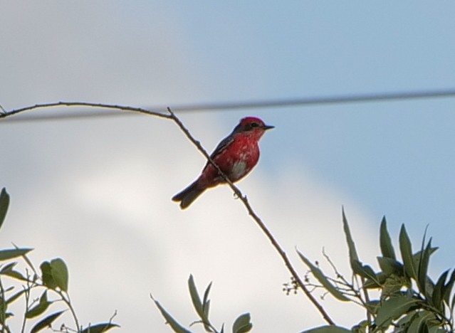 Vermilion Flycatcher (Austral) - ML627139742