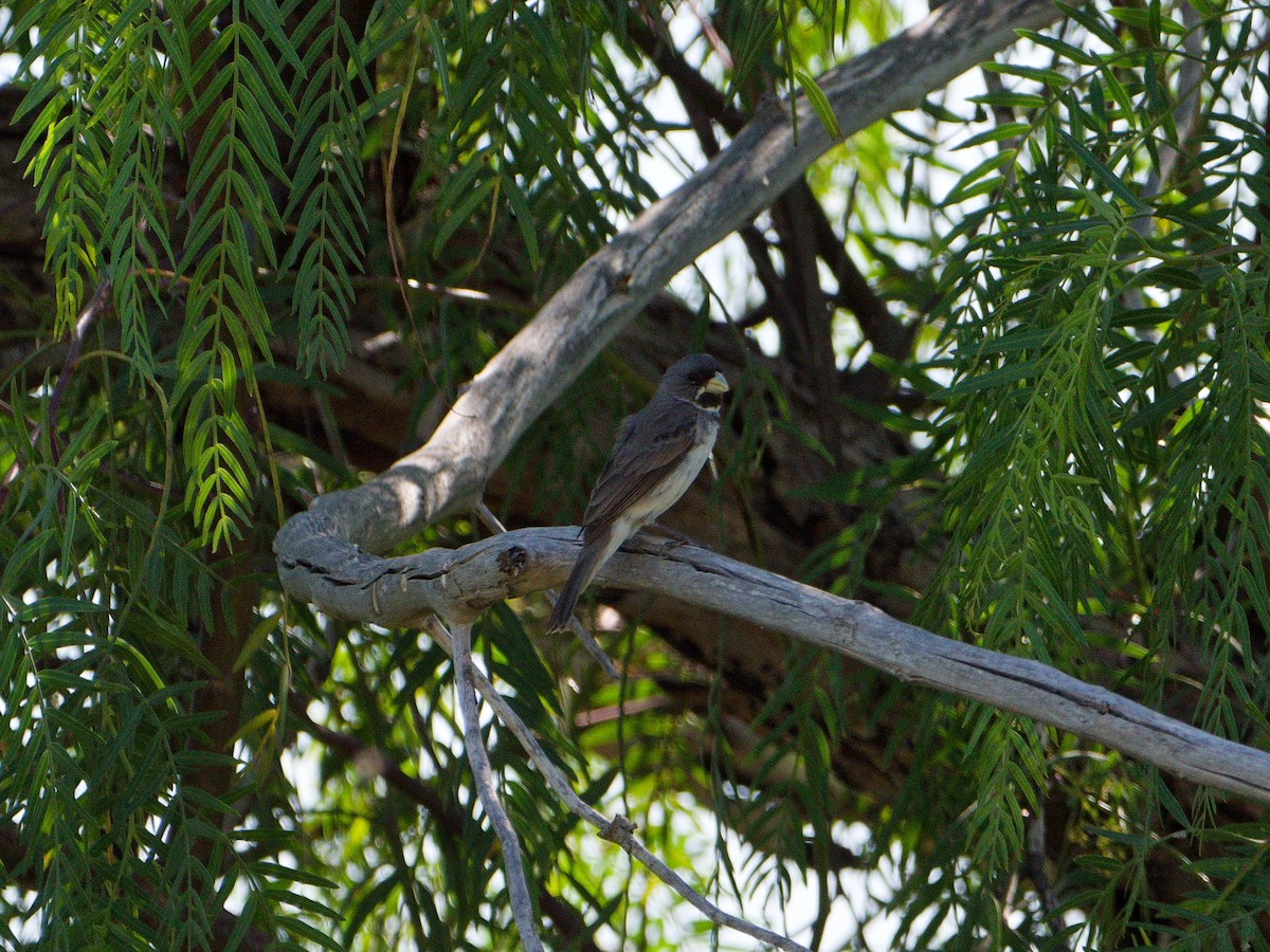 Double-collared Seedeater - ML627139841