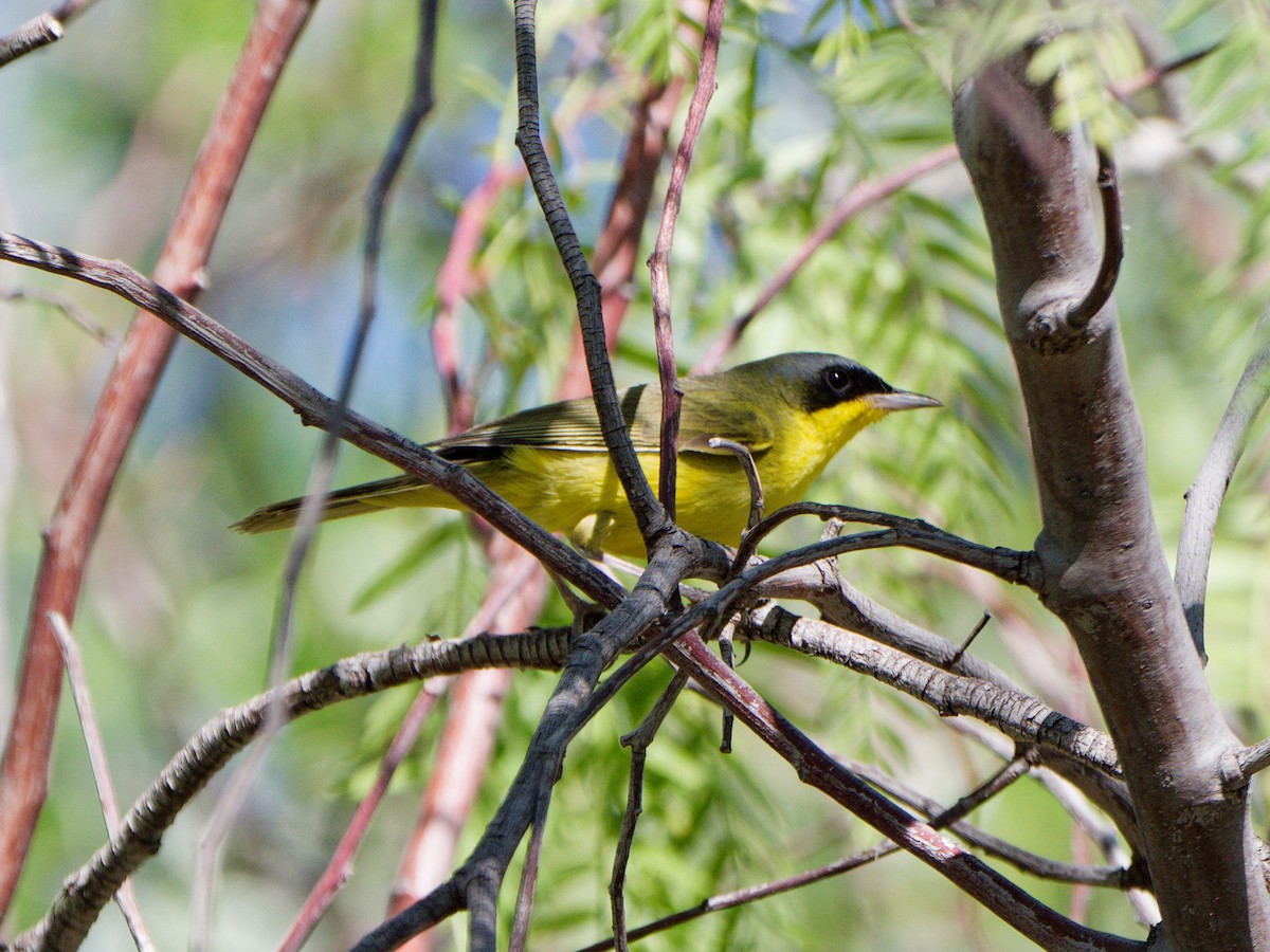 Southern Yellowthroat - ML627139845