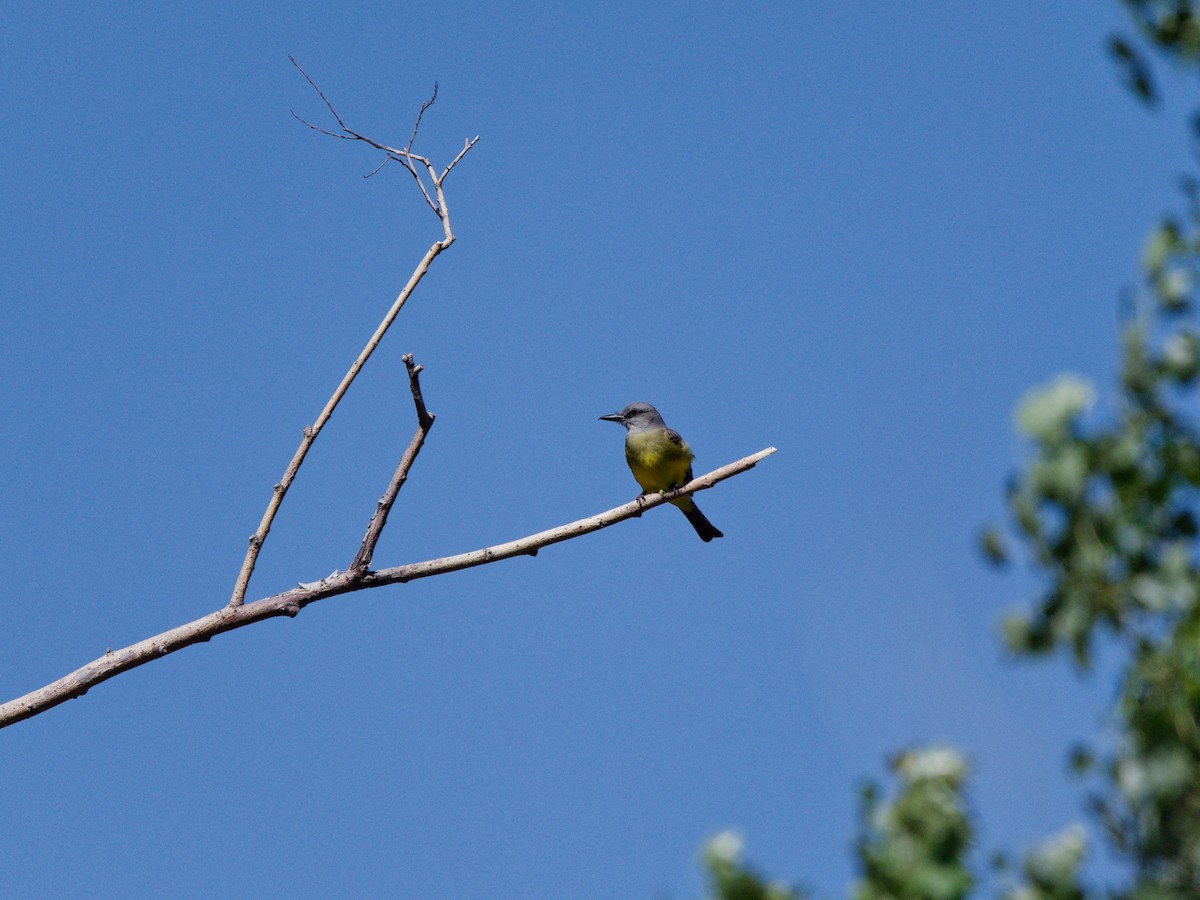 Tropical Kingbird - ML627139848