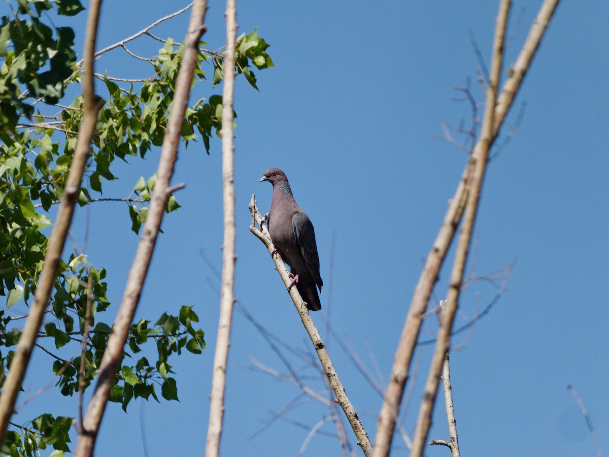 Picazuro Pigeon - ML627139861