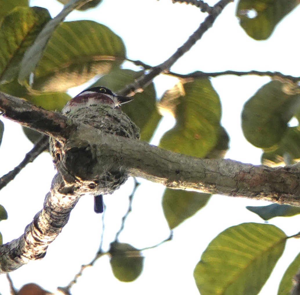 West African Batis - ML627139890