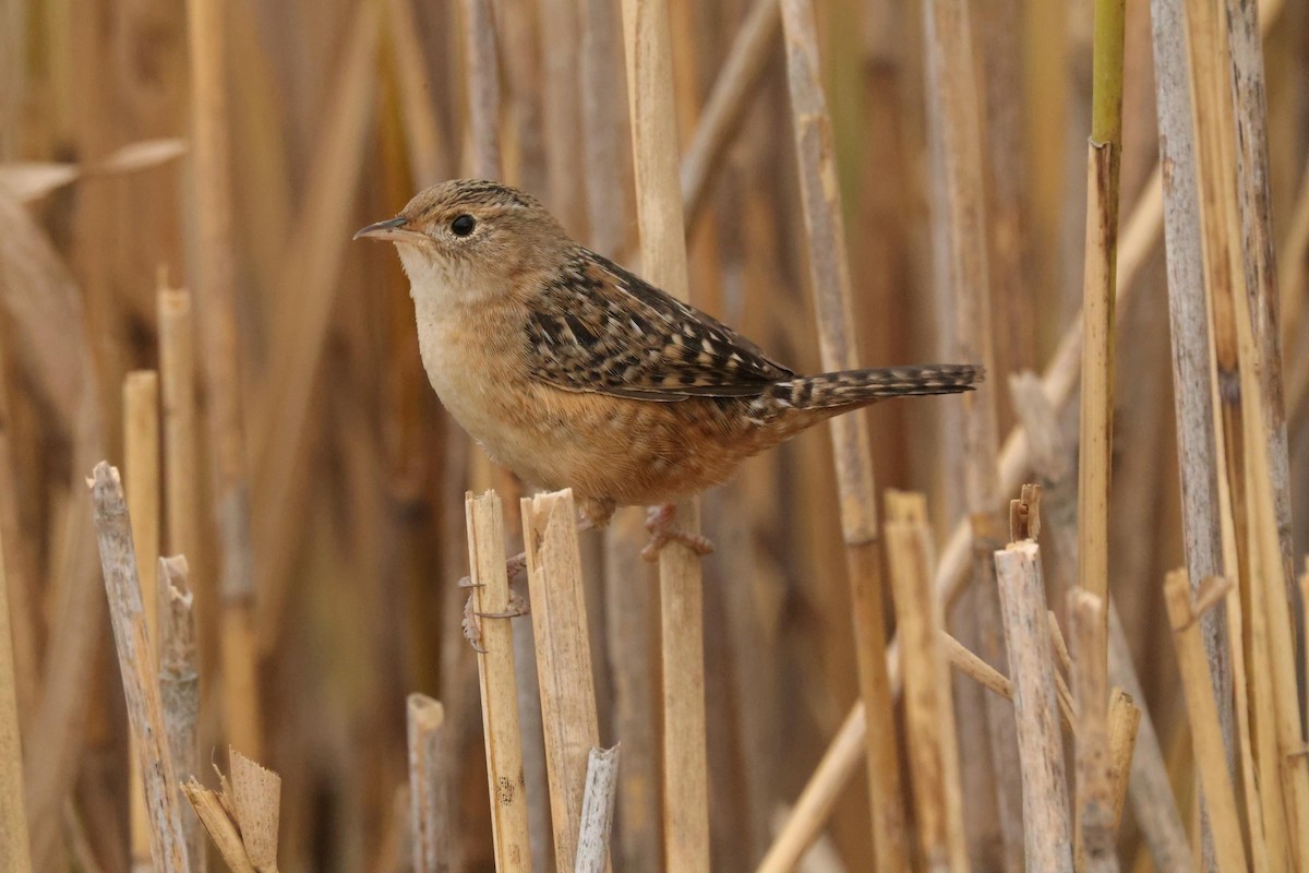 Sedge Wren - ML627139927