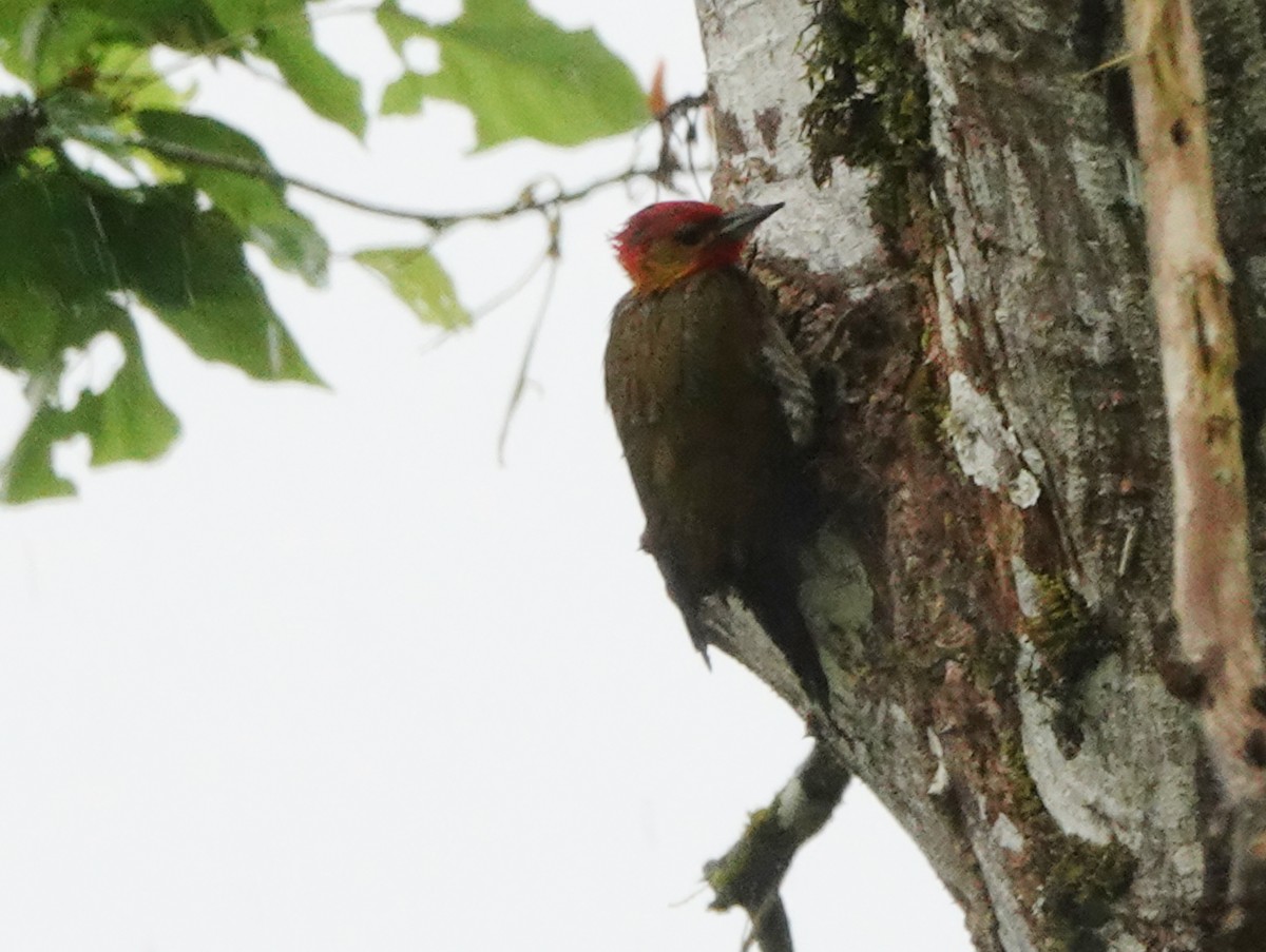 Yellow-throated Woodpecker - ML627139943