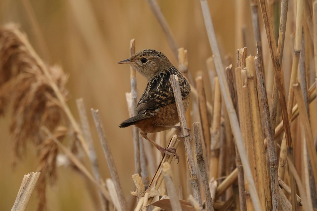 Sedge Wren - ML627139964