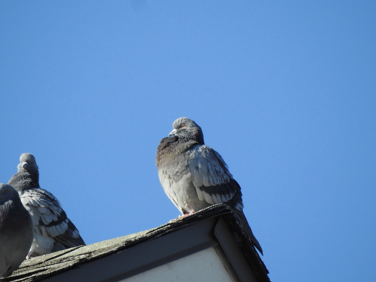 Pigeon biset (forme domestique) - ML627140171