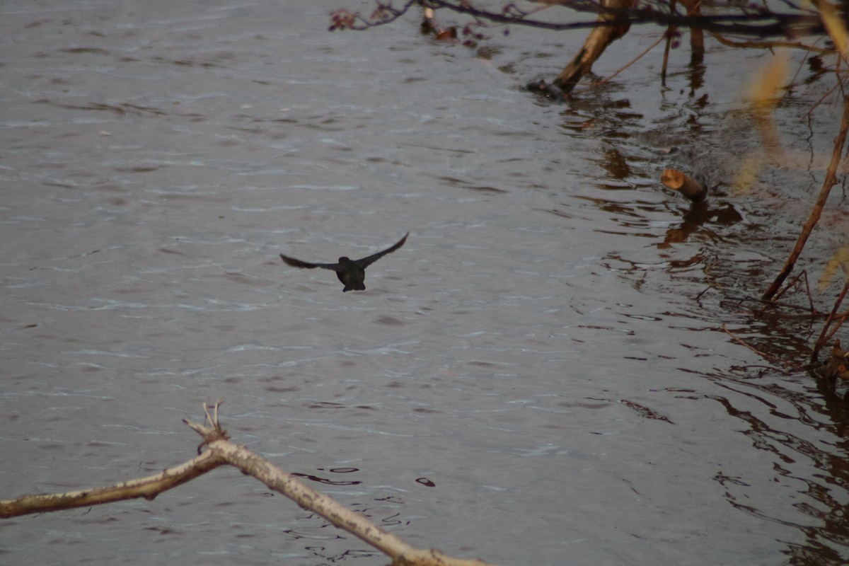 White-throated Dipper - ML627140355