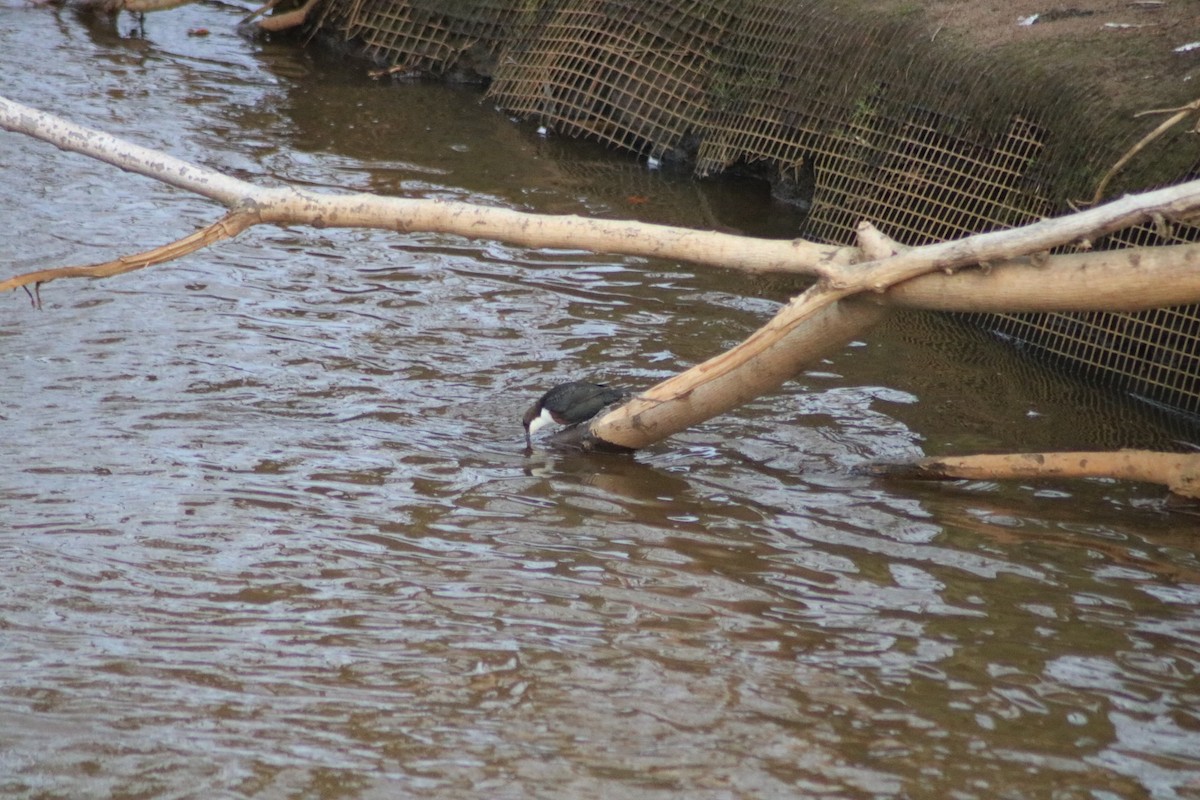 White-throated Dipper - ML627140356