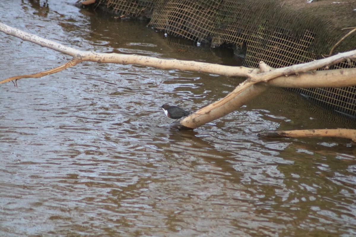 White-throated Dipper - ML627140357