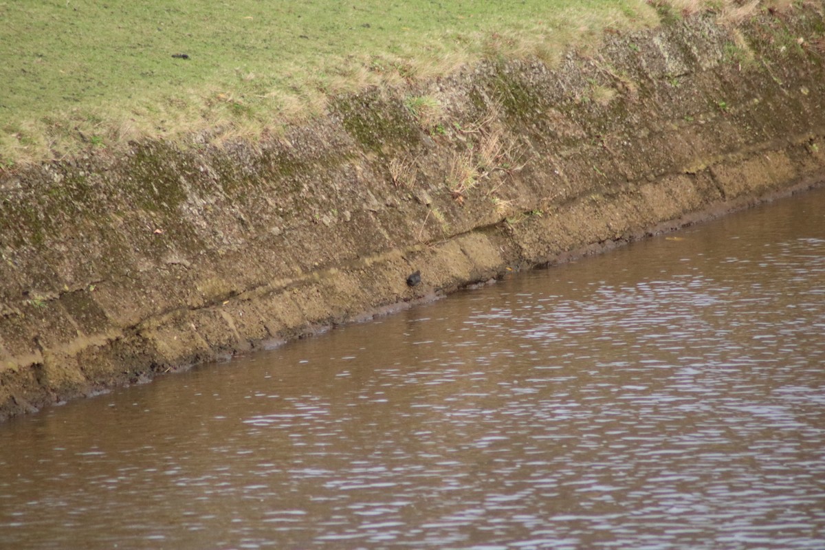 White-throated Dipper - ML627140358