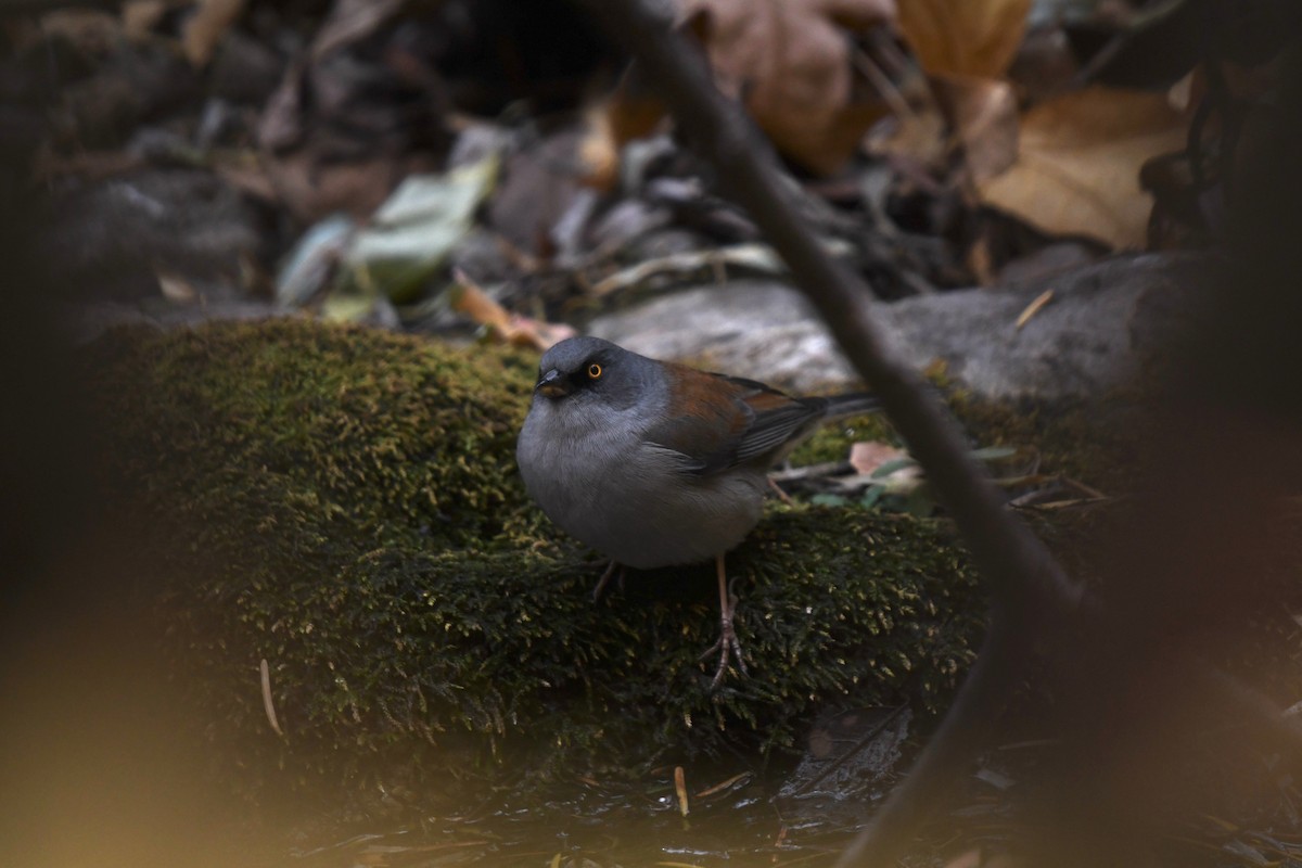 Yellow-eyed Junco - ML627140871