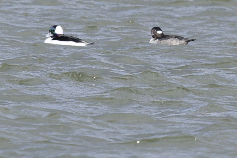 Bufflehead - ML627141053