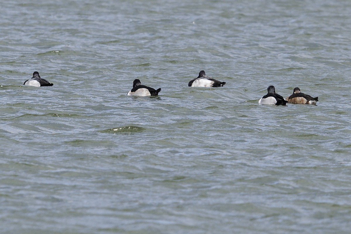 Ring-necked Duck - ML627141056