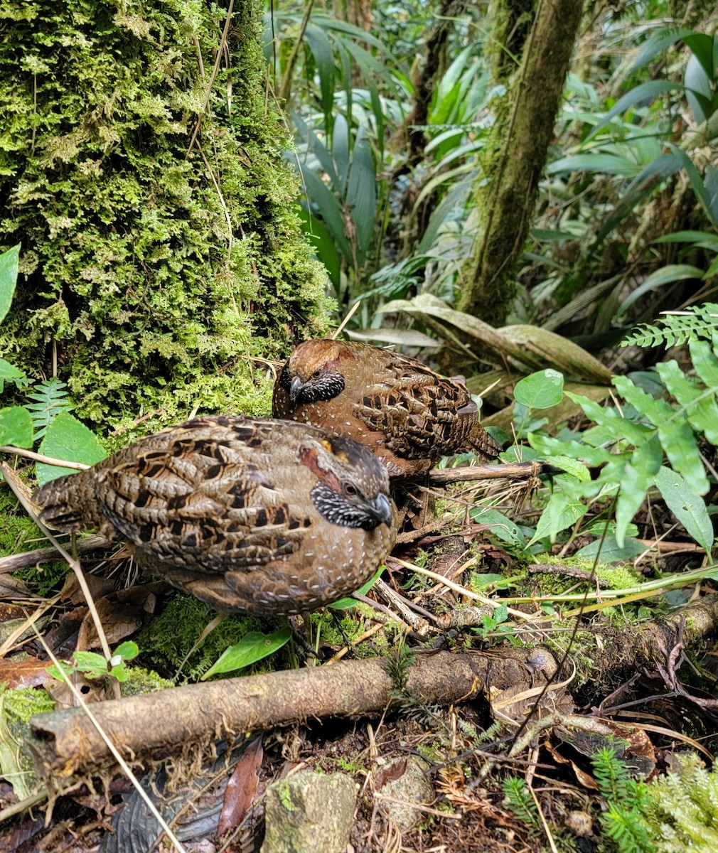 Spotted Wood-Quail - ML627141118