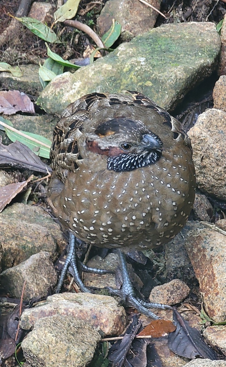 Spotted Wood-Quail - ML627141119