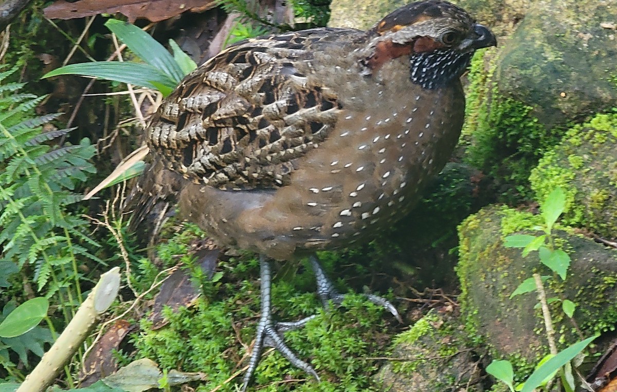 Spotted Wood-Quail - ML627141120