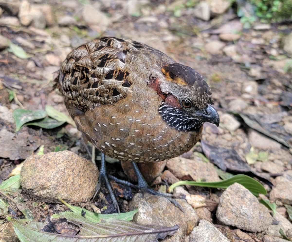 Spotted Wood-Quail - ML627141121