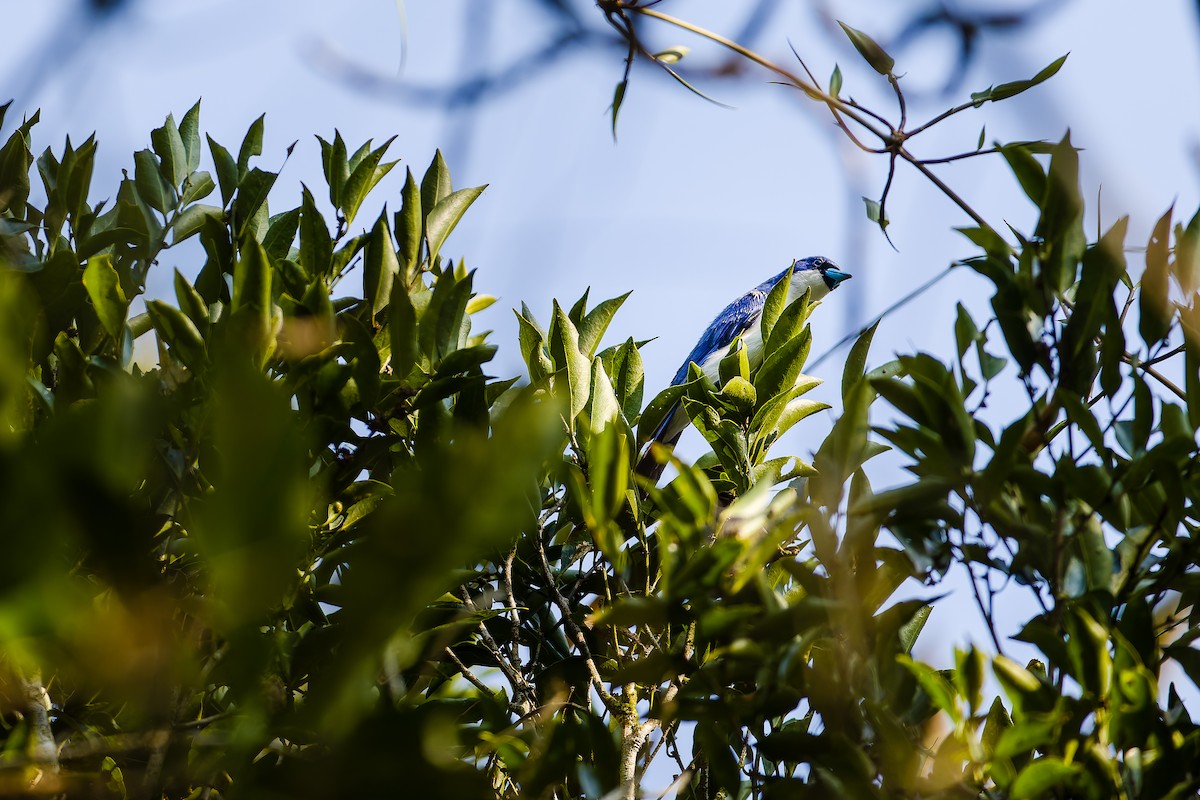 Madagascar Blue Vanga - ML627141329