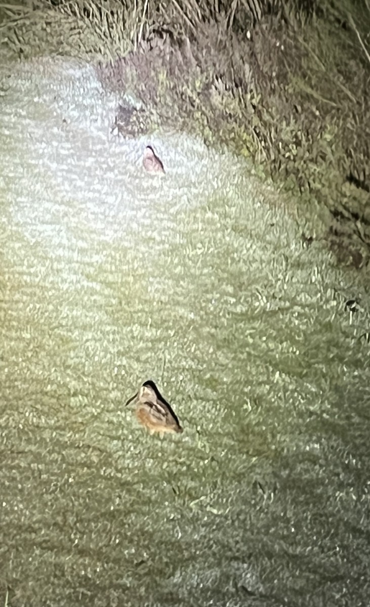 American Woodcock - ML627141334