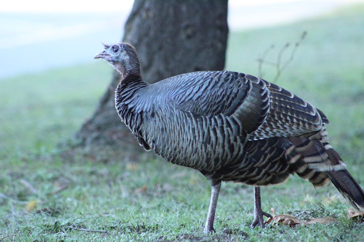 Wild Turkey - ML627141439