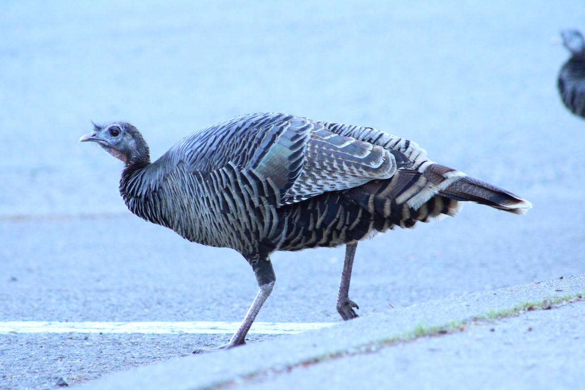 Wild Turkey - ML627141440