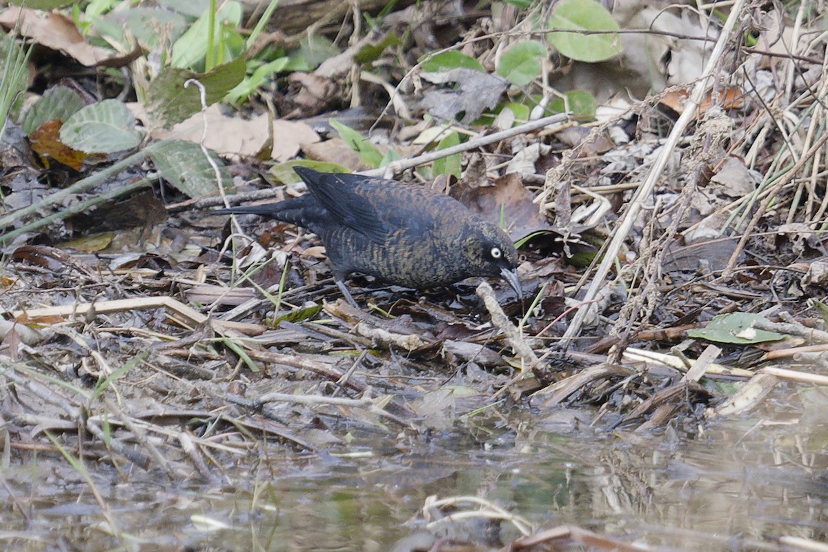 Rusty Blackbird - ML627141464