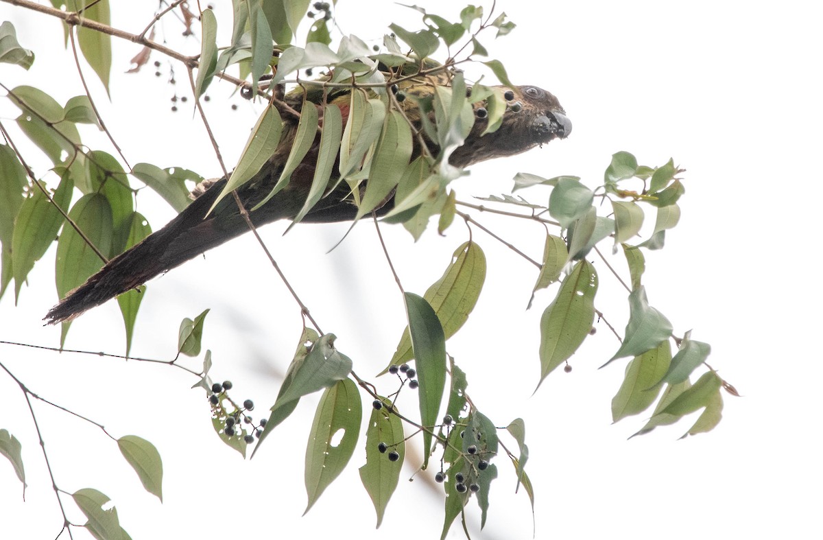 Santarem Parakeet (Madeira) - ML627141469