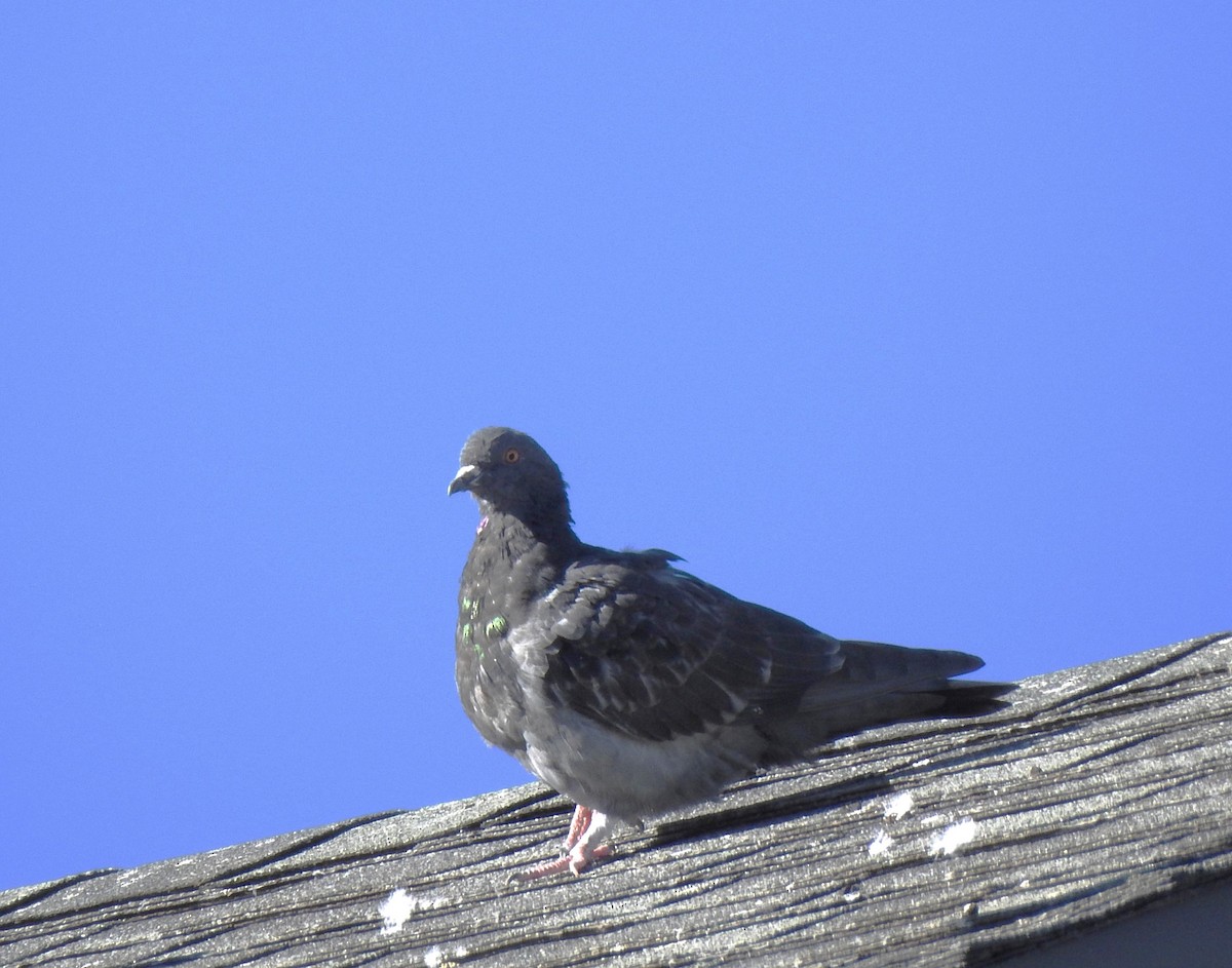 Pigeon biset (forme domestique) - ML627141523