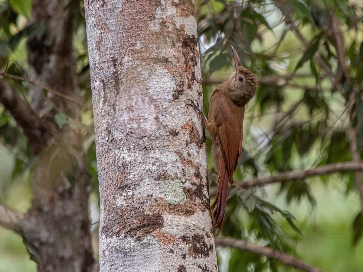 Dusky-capped Woodcreeper - ML627141555