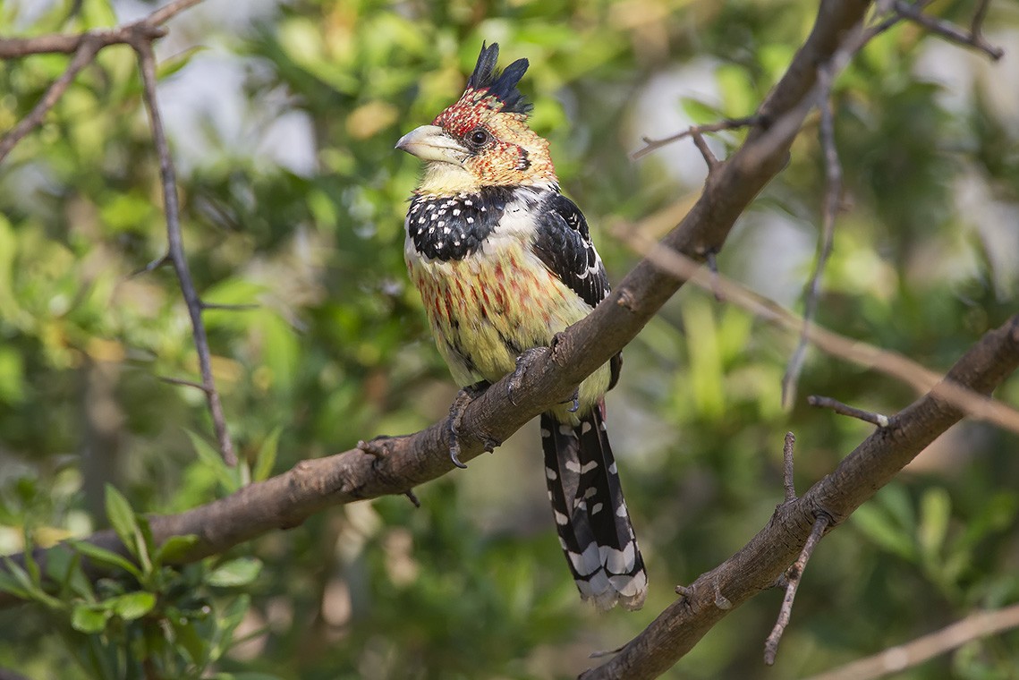 Crested Barbet - ML627141640