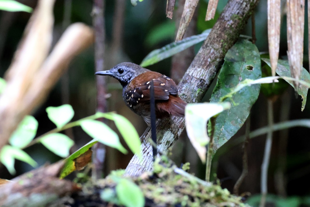 Gray-bellied Antbird - ML627141675