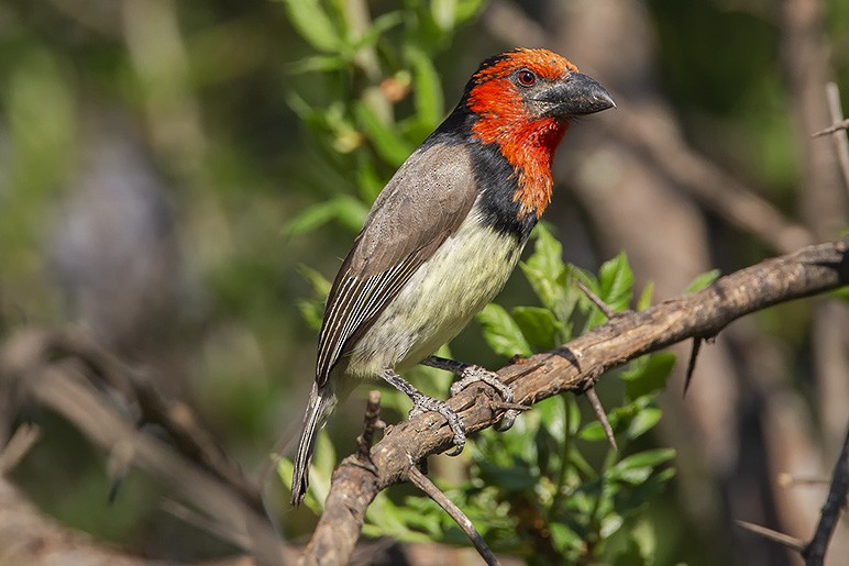 Black-collared Barbet - ML627141709