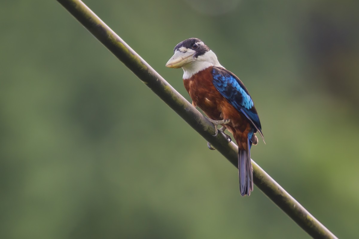 Rufous-bellied Kookaburra - ML627141896