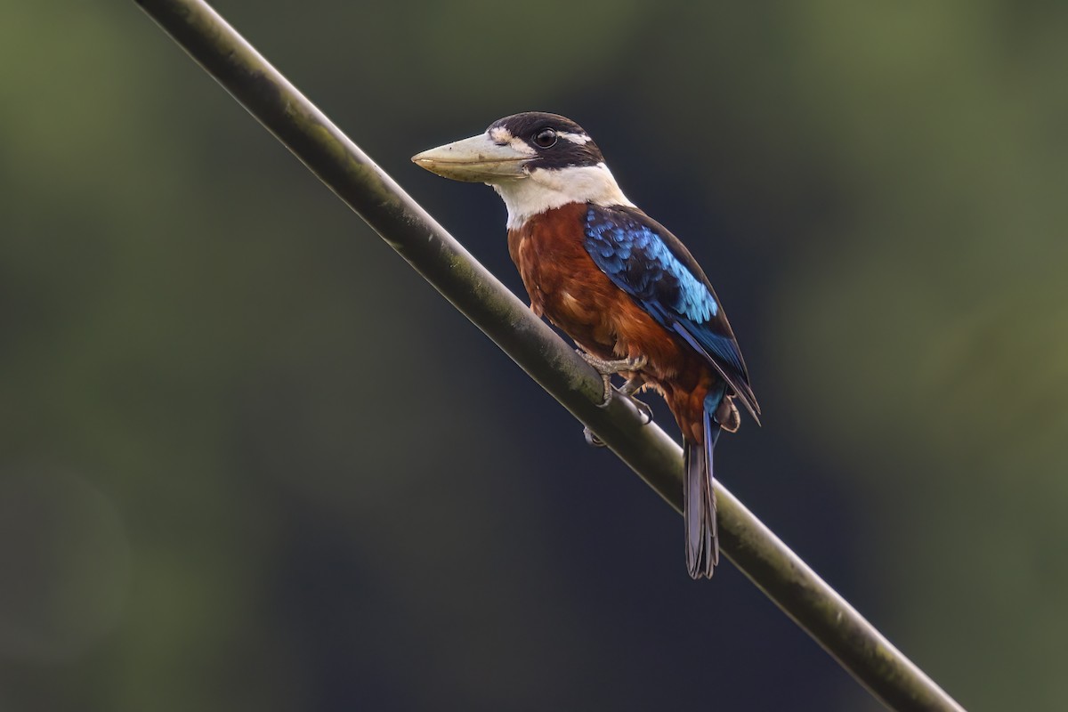 Rufous-bellied Kookaburra - ML627141897